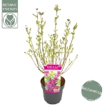 Image de Syringa Bloomerang® 'Dark Purple' (PBR)