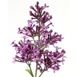 Image de Syringa Bloomerang® 'Dark Purple' (PBR)