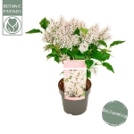 Image de Syringa pat. 'Dream Cloud' (PBR)