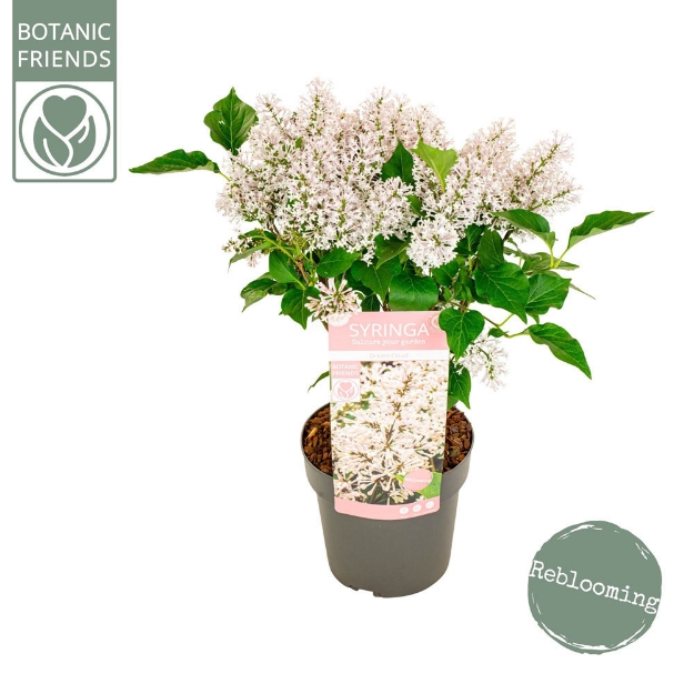 Image de Syringa pat. 'Dream Cloud' (PBR)