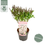 Image de Syringa pat. 'Dream Cloud' (PBR)