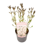 Image de Syringa pat. 'Dream Cloud' (PBR)