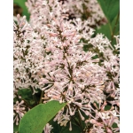 Image de Syringa pat. 'Dream Cloud' (PBR)