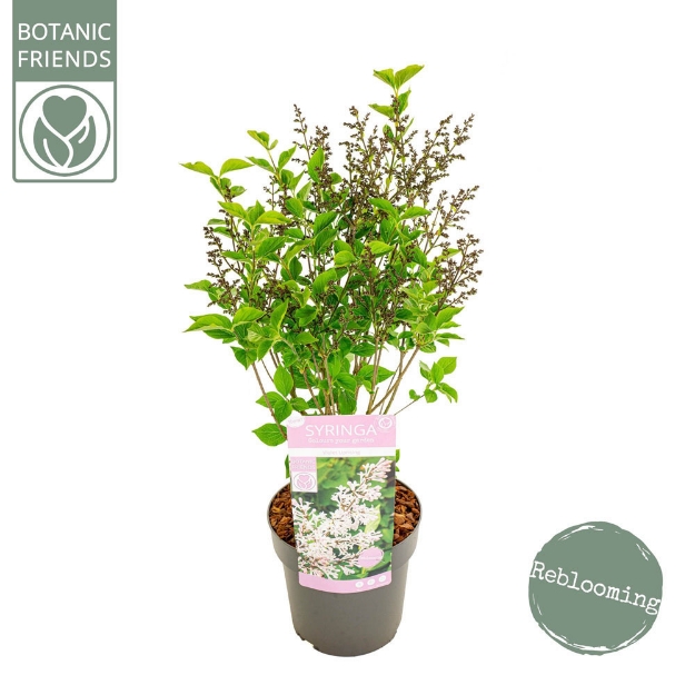 Image de Syringa pat. 'Violet Uprising' (PBR)