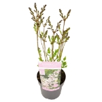 Image de Syringa pat. 'Violet Uprising' (PBR)