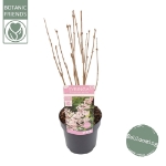 Image de Syringa pat. 'Violet Uprising' (PBR)