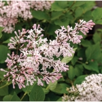 Image de Syringa pat. 'Violet Uprising' (PBR)