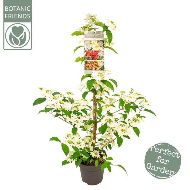 Image de Viburnum plic. Kilimandjaro® 'Sunrise' (PBR)