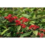 Image de Viburnum plic. Kilimandjaro® 'Sunrise' (PBR)