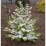 Image de Viburnum plic. Kilimandjaro® 'Sunrise' (PBR)