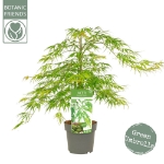 Image de Acer palm. 'Dissectum'