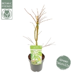 Image de Acer palm. 'Dissectum'