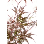 Image de Acer palm. 'Garnet'