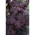 Image de Acer palm. 'Black Lace' (PBR)