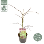 Image de Acer palm. 'Inaba-shidare'