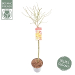 Image de Acer shir. 'Moonrise' (PBR)