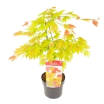 Image de Acer shir. 'Moonrise' (PBR)