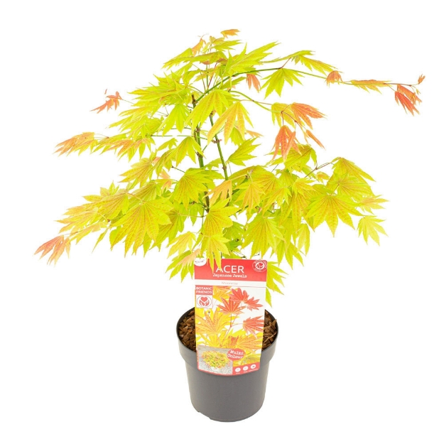 Image de Acer shir. 'Moonrise' (PBR)