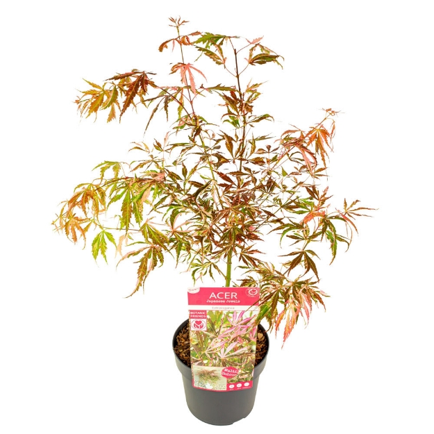 Image de Acer palm. 'Extravaganza' (PBR)