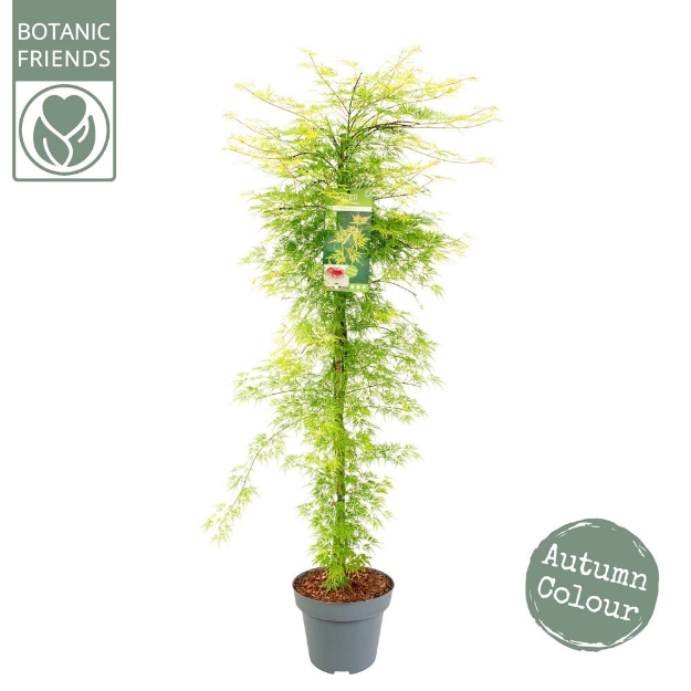 Image de Acer palm. 'Emerald Lace'