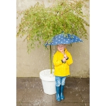 Image de Acer palm. 'Emerald Lace'