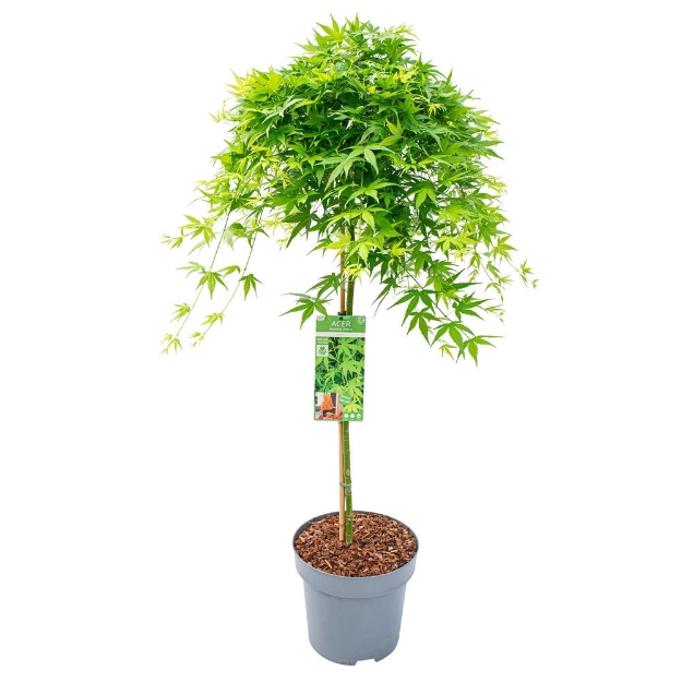 Image de Acer palm. 'Ryusen' (PBR)