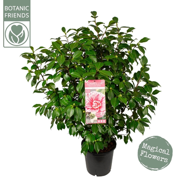 Image de Camellia jap. 'Bonomiana'