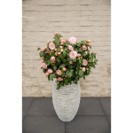 Image de Camellia jap. 'Bonomiana'