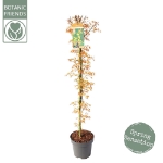 Image de Acer palm. 'Katsura'