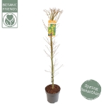 Image de Acer palm. 'Katsura'