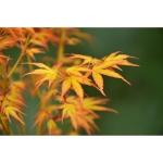 Image de Acer palm. 'Katsura'