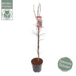 Image de Acer palm. 'Garnet'*