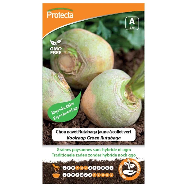 Image de Graines de chou navet rutabaga jaune à collet vert - Protecta