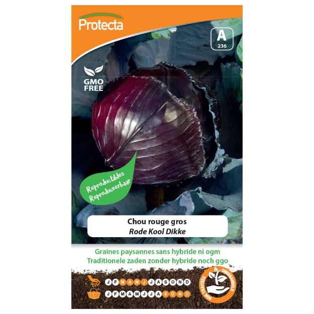 Image de Graines de chou rouge gros - Protecta