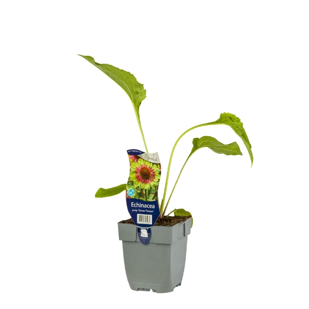 Image de Echinacea purp. 'Green Twister' - pot de 11 cm.