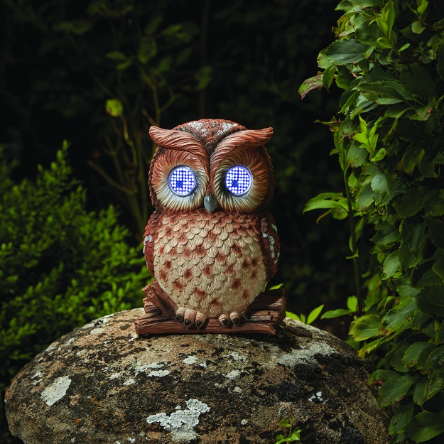 Image de Hibou solaire clin d'œil