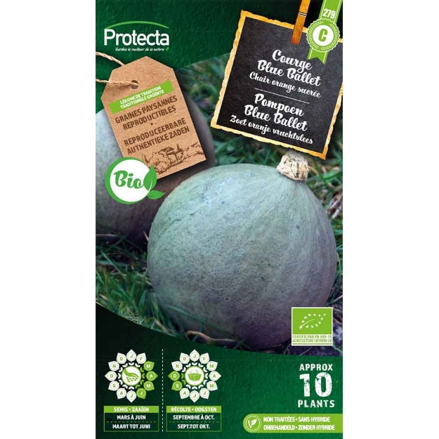 Image de Graines courge blue ballet fr-bio-15