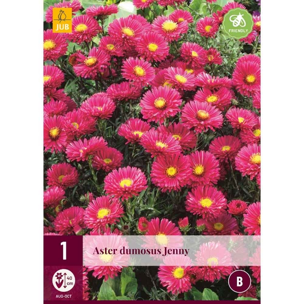 Image de 1 bulbe de fleur aster dumosus jenny