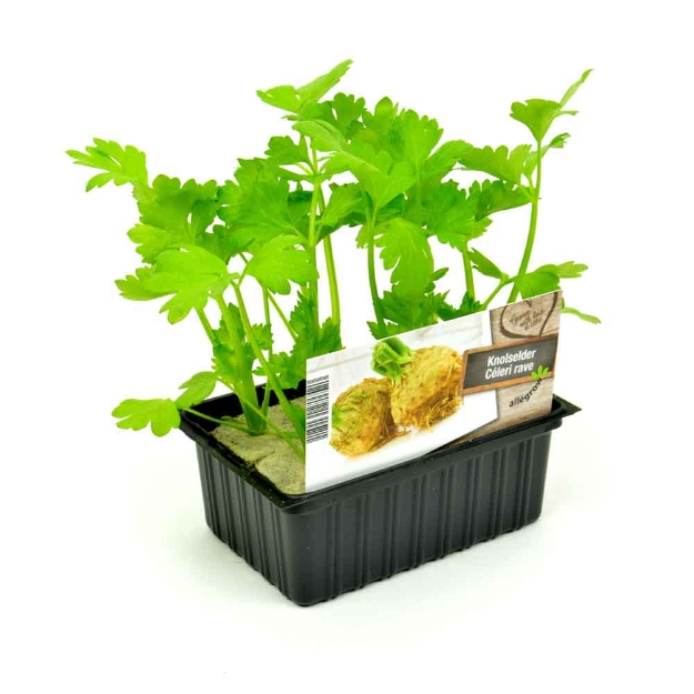 Image de Céleri à jets barquette 6 pièces