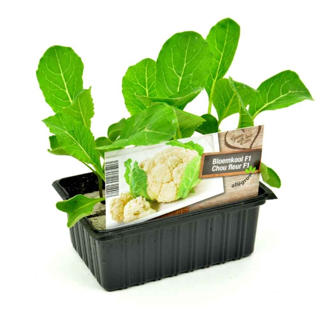 Image de Chou blanc barquette 6 pièces