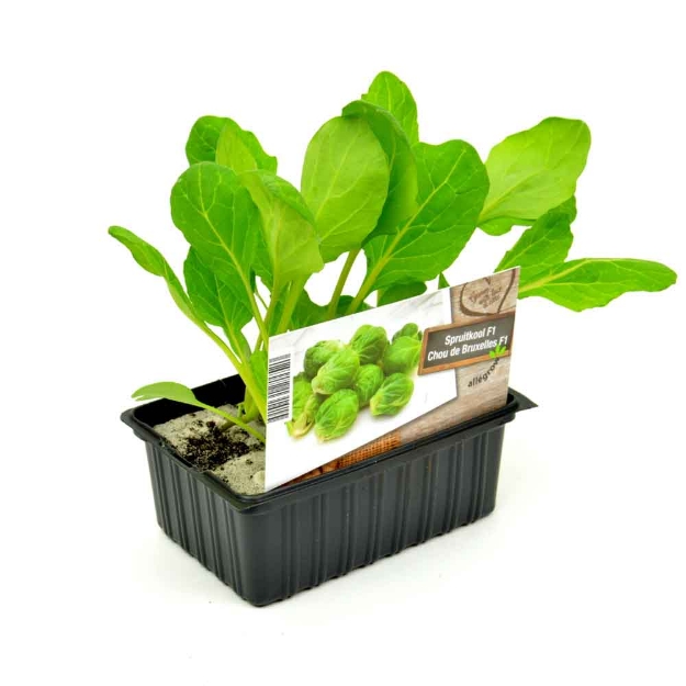 Image de Chou pointu barquette 6 pièces