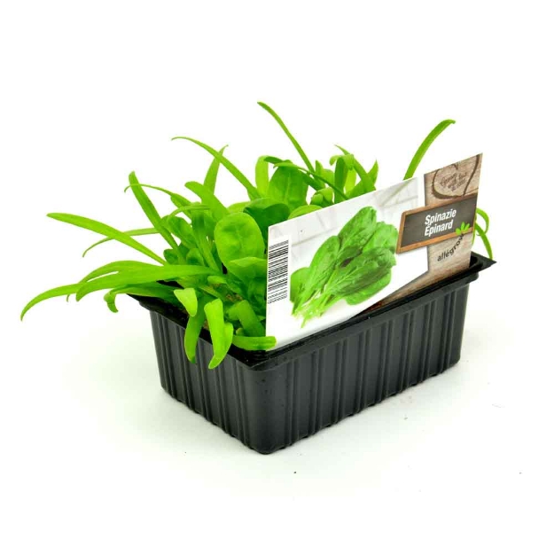 Image de Chou fleur de serre barquette 6 pièces