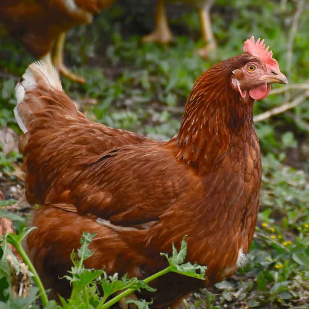 Image de Poule Pondeuse Brune Fermière à queue blanche/noire