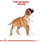 Image de BHN Boxer Puppy 12kg