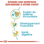 Image de BHN Boxer Puppy 12kg