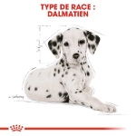 Image de BHN Dalmatian Puppy 12kg