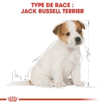 Image de BHN Jack Russell Puppy 3kg