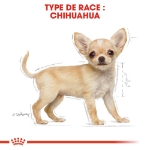 Image de BHN Chihuahua Puppy 1,5kg