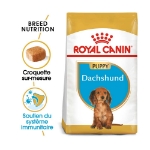 Image de BHN Dachshund Puppy 1,5kg