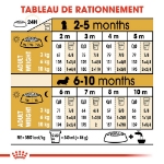 Image de BHN Dachshund Puppy 1,5kg